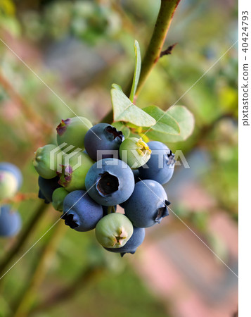Bog whortleberry (Vaccinium uliginosum). 40424793