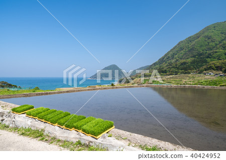 Sodei's rice terrace Sodei's rice terrace 40424952