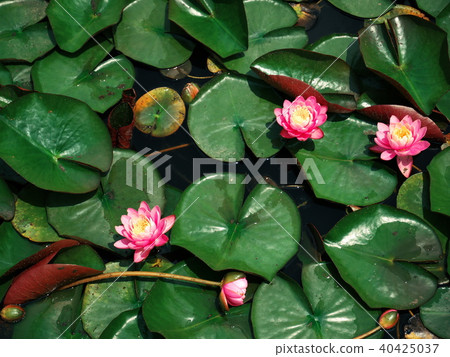 Benten Pond water lily Benten Pond water lily 40425037
