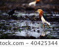 Javan pond heron 40425344