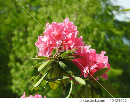 杜鵑花“Shakunage” 杜鵑花“Shakunage” 40425622