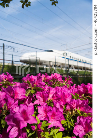 盛開的杜鵑花和東海道新幹線 盛開的杜鵑花和東海道新幹線 40425794