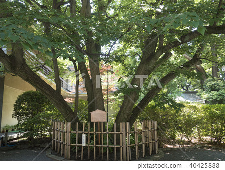 大宮八幡宮菩提樹（東京杉並區） 40425888