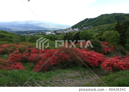 來自Nagamine Park的Ichoho方向 來自Nagamine Park的Ichoho方向 40426341