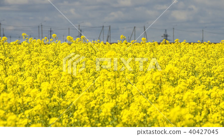 yellow rape flowers against a blue sky yellow rape flowers against a blue sky 40427045