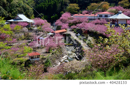 Yakusokuji's double cherry tree 40428133