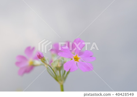 Sakura Sakura 40428549