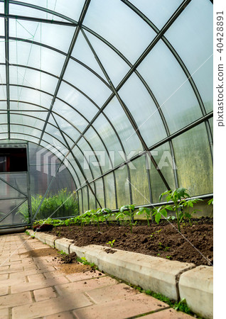 Inside small garden greenhouse Inside small garden greenhouse 40428891
