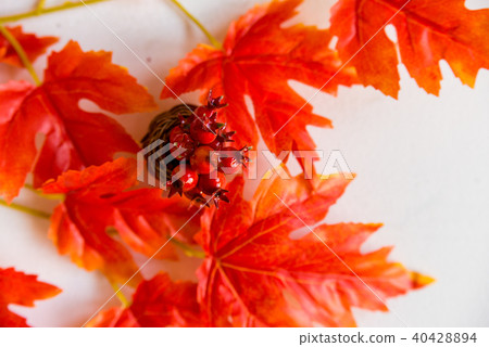 Hawthorn in vase and red maple leaves fall concept Hawthorn in vase and red maple leaves fall concept 40428894