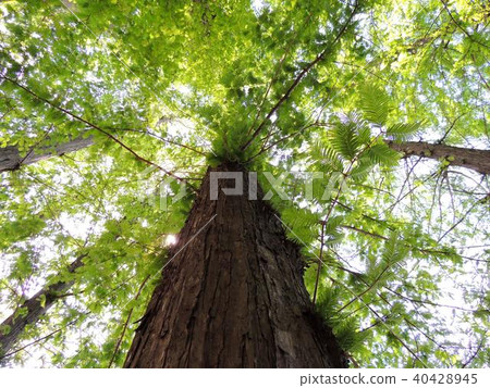 Young leaves overgrown Metasequoia and sunbeams Young leaves overgrown Metasequoia and sunbeams 40428945