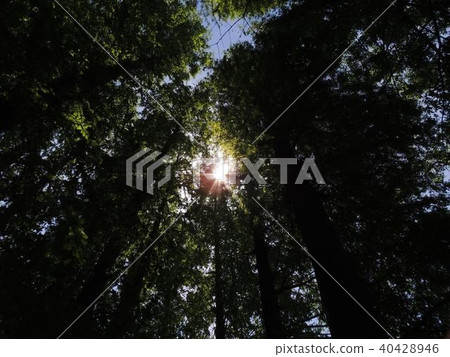 The sun that shines from Wakaba-growing Metasequoia The sun that shines from Wakaba-growing Metasequoia 40428946