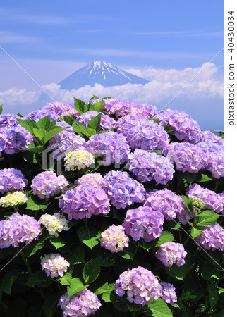 Hydrangea And Mt Fuji 2738 Stock Photo 40430034 Pixta