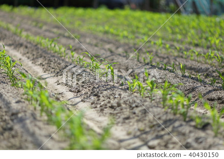 In the field 40430150