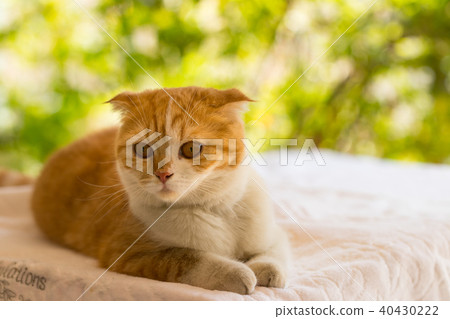 scottish fold cat, beautiful kitten 40430222