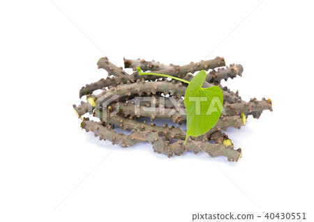 heart leaf moonseed herb for healthy, Tinospora co 40430551
