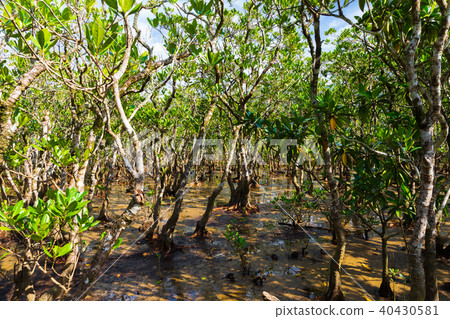 紅樹林退潮 40430581