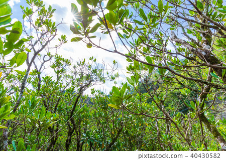 向天空伸展的紅樹林 40430582