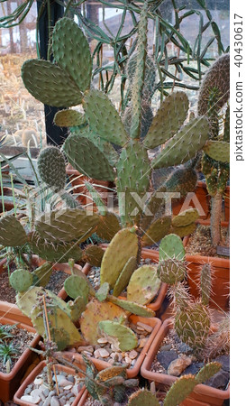 Huge succulents and cactus plants in different forms, flower pots, sizes and lengths on vintage Huge succulents and cactus plants in different forms, flower pots, sizes and lengths on vintage 40430617