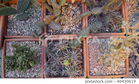 Huge succulents and cactus plants in different forms, flower pots, sizes and lengths on vintage Huge succulents and cactus plants in different forms, flower pots, sizes and lengths on vintage 40430619