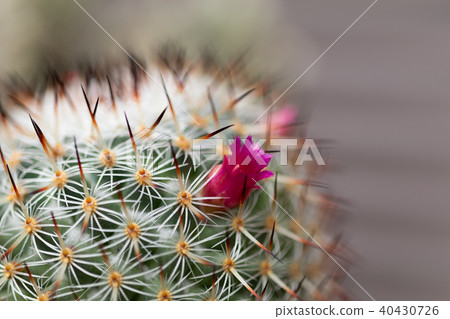 仙人掌 40430726