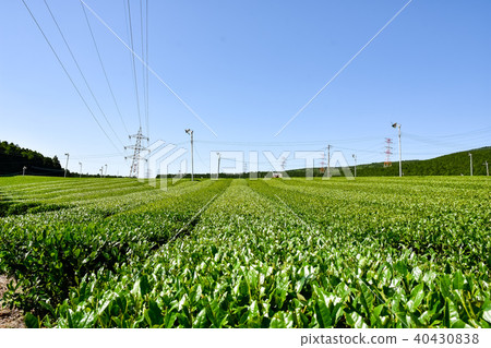 茶場“回憶”“純愛”茶場阿蘇山背景 茶場“回憶”“純愛”茶場阿蘇山背景 40430838