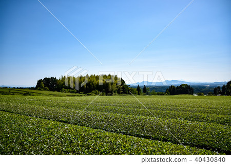 Tea field "Recollection" "Pure Love" Tea field Background of Mt. Aso 40430840