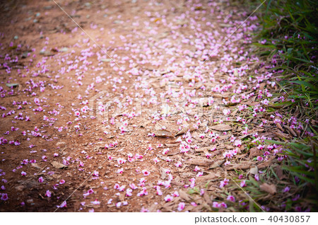Pink sakura on pangkhon chiang rai thailand Pink sakura on pangkhon chiang rai thailand 40430857