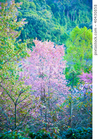 Himalayan Cherry (Prunus cerasoides) blooming Himalayan Cherry (Prunus cerasoides) blooming 40430858