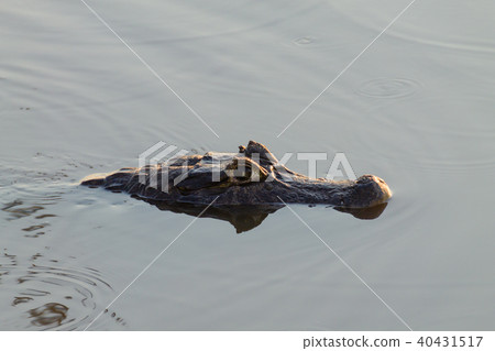 Caiman floating on Pantanal, Brazil 40431517