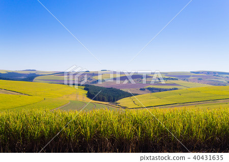 A view of the Valley of a Thousand hills  40431635