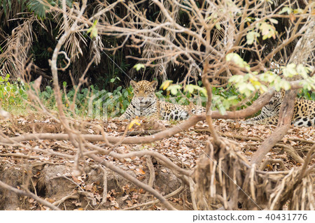 Jaguar from Pantanal, Brazil Jaguar from Pantanal, Brazil 40431776