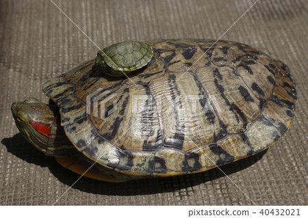 Large and small green turtle 40432021