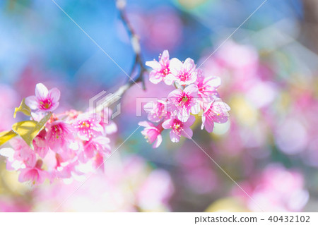Himalayan Cherry (Prunus cerasoides) blooming Himalayan Cherry (Prunus cerasoides) blooming 40432102