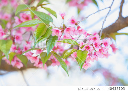 Himalayan Cherry (Prunus cerasoides) blooming 40432103