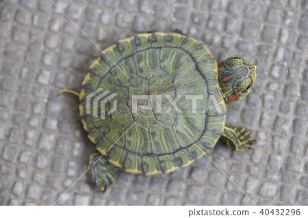 綠海龜寶寶帶蛋喙 40432296