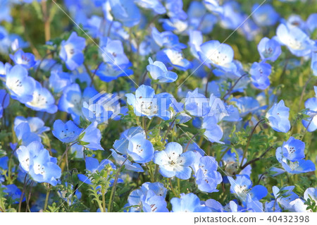 Nemophila鬱金香海灘公園 40432398