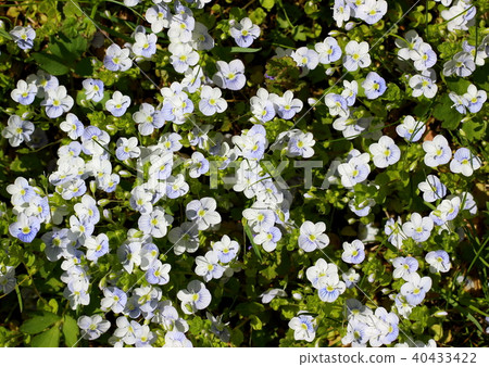 Flower background of Slender speedwell 40433422