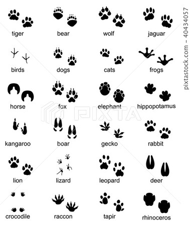 footprints of wild animals footprints of wild animals 40434057