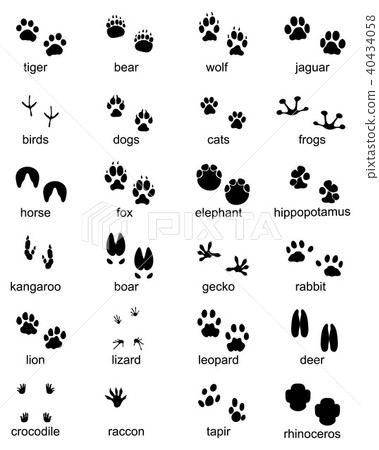 footprints of wild animals footprints of wild animals 40434058