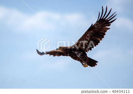 Steppe eagle or Aquila nipalensis in sky Steppe eagle or Aquila nipalensis in sky 40434111