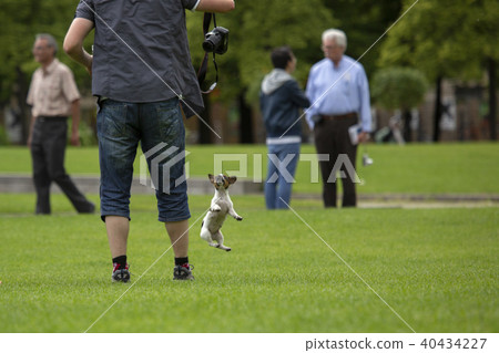 BERLIN, GERMANY - JUNE 11, 2913: Nice scene from the city life of Berlin. A little dog plays with 40434227