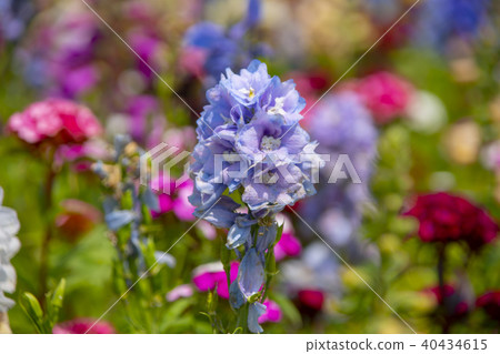 Han River Citizen's Park, Guri City, Gyeonggi-do Han River Citizen's Park, Guri City, Gyeonggi-do 40434615