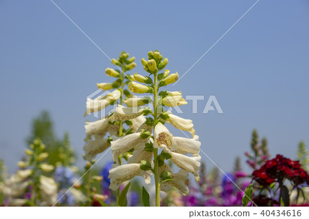 Han River Citizen's Park, Guri City, Gyeonggi-do Han River Citizen's Park, Guri City, Gyeonggi-do 40434616