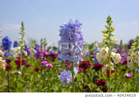 Han River Citizen's Park, Guri City, Gyeonggi-do Han River Citizen's Park, Guri City, Gyeonggi-do 40434619
