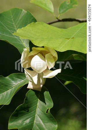 Uke Zaki Ooyama Astragalus Uke Zaki Ooyama Astragalus 40435074