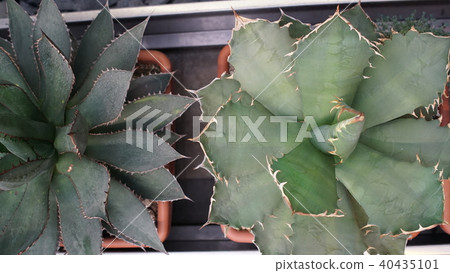 Huge succulents and cactus plants in different forms, flower pots, sizes and lengths on vintage 40435101