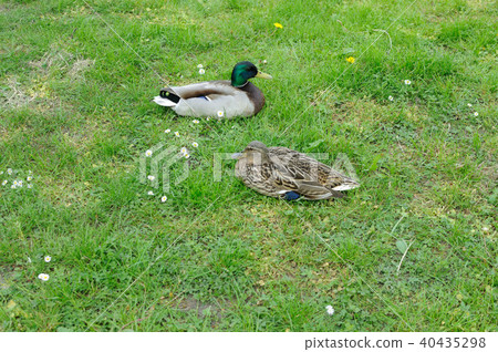 Good friend duck 2 Good friend duck 2 40435298