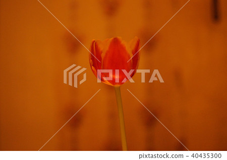 Tulip Tulip 40435300