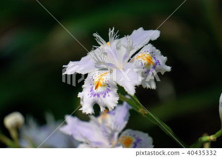 等到薩沙 40435332