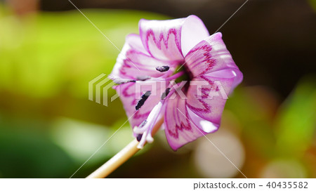 Katakuri花 40435582